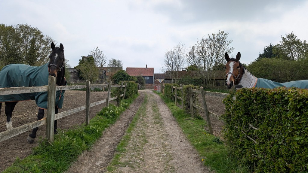 Two horses in green blankets standing at fences on either side of a country lane, facing the camera as if greeting or guarding the path.