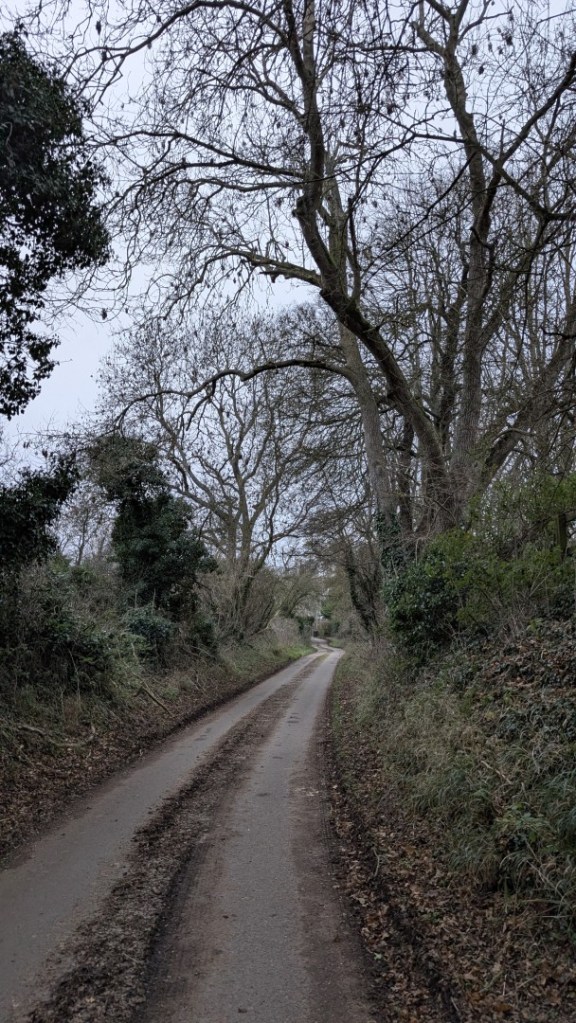 An image of a narrow curving leafy lane.